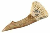 Fossil Sawfish (Onchopristis) Rostral Barb - Morocco #285514-1